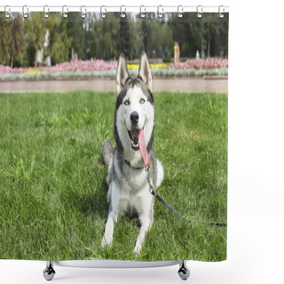 Personality  Funny Siberian Husky Dog With Pointy Ears & Long Tongue Sticking Out On A Walk. Leashed Domestic Purebred Pet Resting On Green Mawed Grass Lawn Of City Central Park. Background, Copy Space, Close Up. Shower Curtains