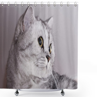 Personality  Big Gray Cat Shower Curtains