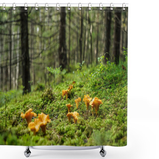 Personality  Chanterelle In  In South Norway Shower Curtains