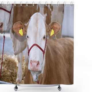 Personality  Cows At Farm Shower Curtains