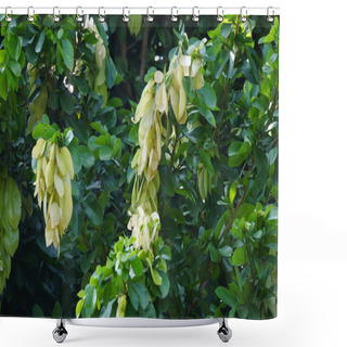 Personality  Maniltoa Lenticellata (Silk Handkerchief Tree, Cascading Bean, Bunga Sapu Tangan, And Native Handkerchief Tree). Maniltoa Lenticellata Can Grow Up To 22 M (72 Ft) Tall Shower Curtains