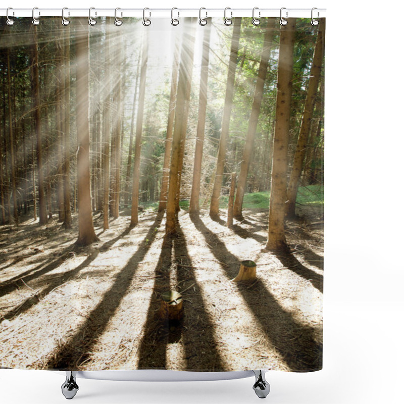 Personality  Morning Pine Forest, Sun Shining Rays Through The Trees Shower Curtains