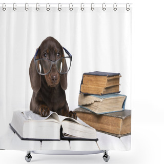 Personality  Dachshund With Glasses Reading A Book, Inquisitive Puppy, Canine Science Shower Curtains