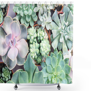 Personality  Arrangement Of Succulents Or Cactus Succulents , Overhead Or Top Shower Curtains