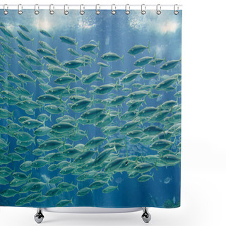 Personality  School Of Horse Mackerel. Sea Water Aquarium Photo. Shower Curtains