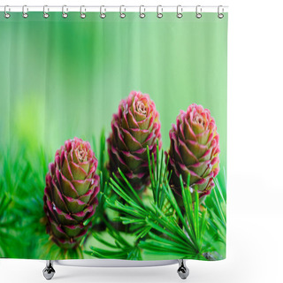 Personality  Larch Branch With Cones Shower Curtains