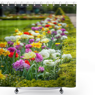 Personality  Close Up View Of Beautiful Colorful Ranunculus Flowers In Park Shower Curtains
