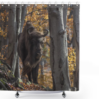 Personality  A Free European Bison In A Natural Environment Photographed In Poland Shower Curtains