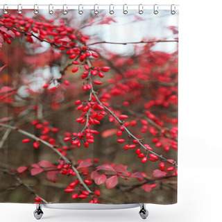 Personality  Ripe Berries Of Barberry Shower Curtains