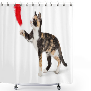 Personality  Cute Calico Kitten Playing With Red Feather Toy. Isolated On White.  Shower Curtains