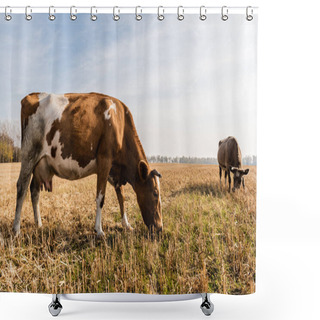 Personality  Bulls Standing On Field And Eating Grass Against Cloudy Sky  Shower Curtains