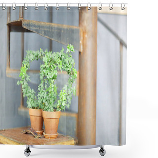 Personality  Pair Of Beautiful Small Green Climbing Plants In Clay Pots Placed On Shelf Next To Rusted Metal Stair Shower Curtains