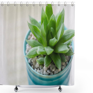 Personality  Close Up Succulent In Ceramic Pot On Table. Shower Curtains