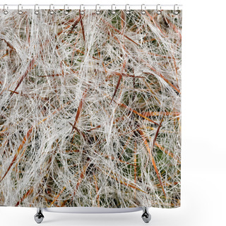 Personality  Oreocereus Celsianus Cactus Close-up. Arizona Cactus Garden In Stanford, California. Shower Curtains