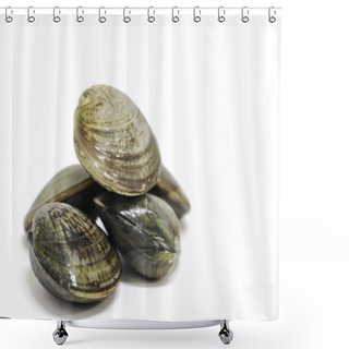 Personality  Clam Shells Shower Curtains