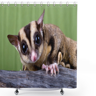 Personality  Sugar Glider On Branch Shower Curtains