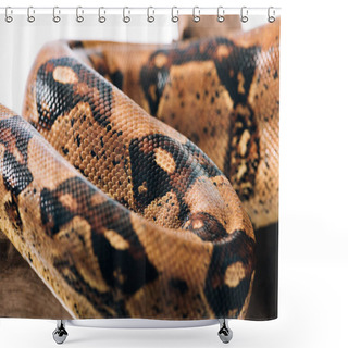 Personality  Selective Focus Of Textured Python Snakeskin On Wooden Log Isolated On White Shower Curtains