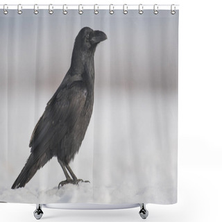 Personality  Close Up View Of Common Raven In Natural Habitat Shower Curtains