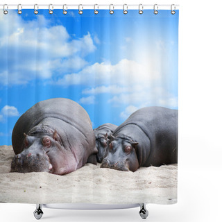 Personality  Hippopotamus Family Siesta Shower Curtains