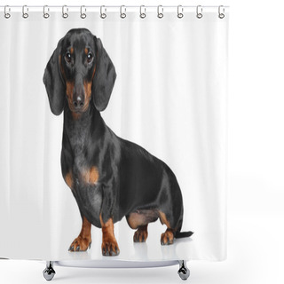 Personality  Miniature Dachshund Shower Curtains
