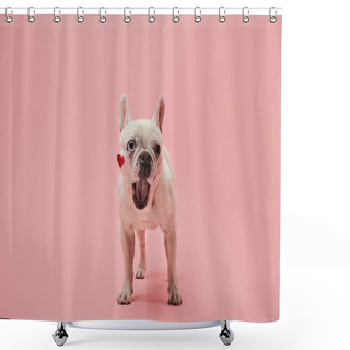 Personality  White French Bulldog With Red Heart On Muzzle And Open Mouth On Pink Background Shower Curtains