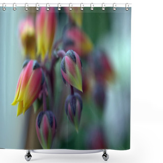 Personality  Echeveria Flowers Shower Curtains
