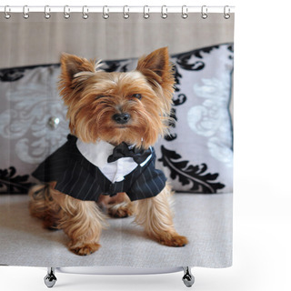 Personality  Small Cute Yorkshire Terrier Dog In Elegant Clothes Shower Curtains