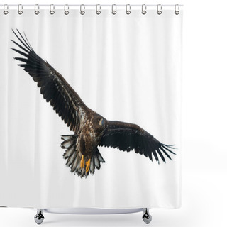Personality  Juvenile White-tailed Eagle In Flight Isolated On White Background. Scientific Name: Haliaeetus Albicilla, Also Known As The Ern, Erne, Gray Eagle, Eurasian Sea Eagle And White-tailed Sea-eagle. Shower Curtains