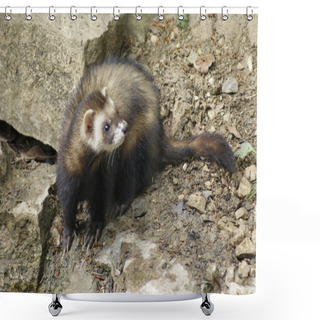 Personality  Ferret In Stony Back Shower Curtains