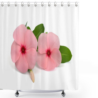 Personality  Beautiful Pink Periwinkle Flowers Isolated On White Background Shower Curtains