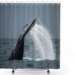 Personality  Humpback Whale Jumping Out Of The Water Shower Curtains
