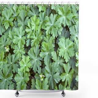 Personality  Green Geranium Leaves Texture Background Shower Curtains