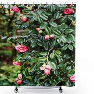 Personality  Close-up Of A Bush Of Pink Camellia With Green Leaves In The Garden. Shower Curtains