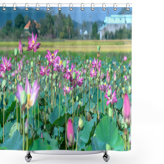 Personality  Field Blooming Colorful Lotus Flowers In Sunny Morning Shower Curtains