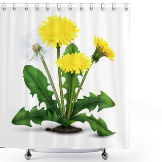 Personality  Realistic Dandelion Illustration Shower Curtains
