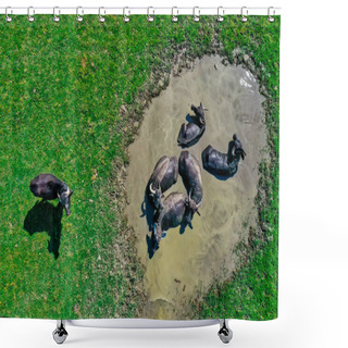 Personality  Buffaloes In Water Hole Next To The Lake Kerkini In Northern Greece On A Sunny Day. Aerial Shot With Drone Shower Curtains