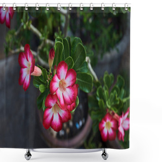 Personality  Closeup Of Desert Rose Tropical Flower, Also Called Impala Lily, Mock Azalea, Pink Adenium. Plants With Beautiful Flowers. Colorful  Red And White Flower Bloom With A Day Light. Floral Background. Shower Curtains