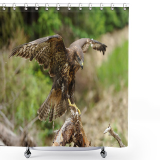 Personality  Hawk Shower Curtains