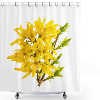 Personality  Blossom Forsythia Flower. Spring Flowers Isolated On White Background Shower Curtains