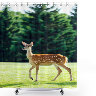 Personality  Beautiful Deer In Park Shower Curtains