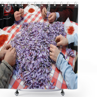 Personality  Italian Saffron Called Zafferano Di Navelli In The Province Of L'Aquila In The Abruzzo Region Of Central Italy On The Table For Processing And Selection Shower Curtains