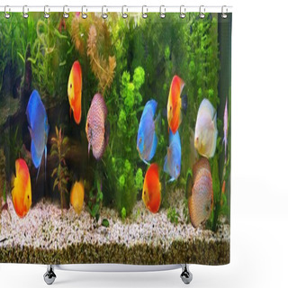 Personality  Discus (Symphysodon), Multi-colored Cichlids In The Aquarium, The Freshwater Fish Native To The Amazon River Basin Shower Curtains