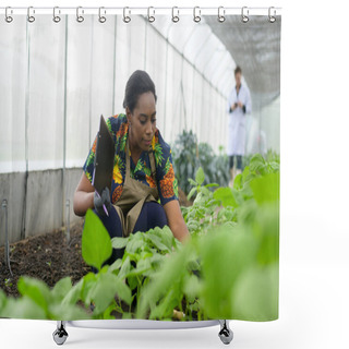 Personality  A Black Female Agronomist Working In A Greenhouse,  Organic Vegetable And Agriculture Concept Shower Curtains