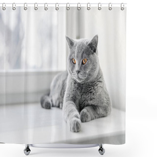 Personality  Noble Proud Cat  Shower Curtains