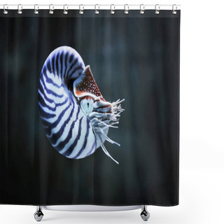 Personality  Nautilus Pompillius Shower Curtains