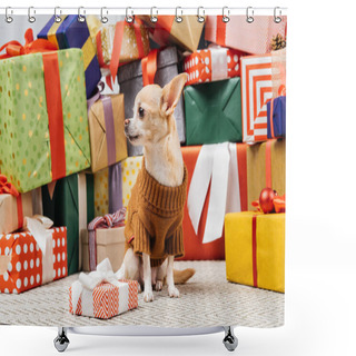 Personality  Close Up View Of Adorable Chihuahua Dog In Sweater Sitting Near Christmas Presents On Floor Shower Curtains