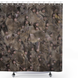 Personality  Fruit Bat Colony Shower Curtains