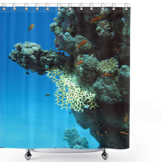 Personality  Coral Reef With Exotic Fishes Shower Curtains