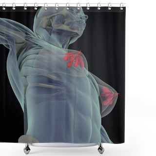 Personality  Female Breast Anatomy Model Shower Curtains