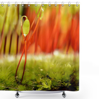 Personality  Sporophytes Of Creeping Feather-moss, Green Grass Shower Curtains